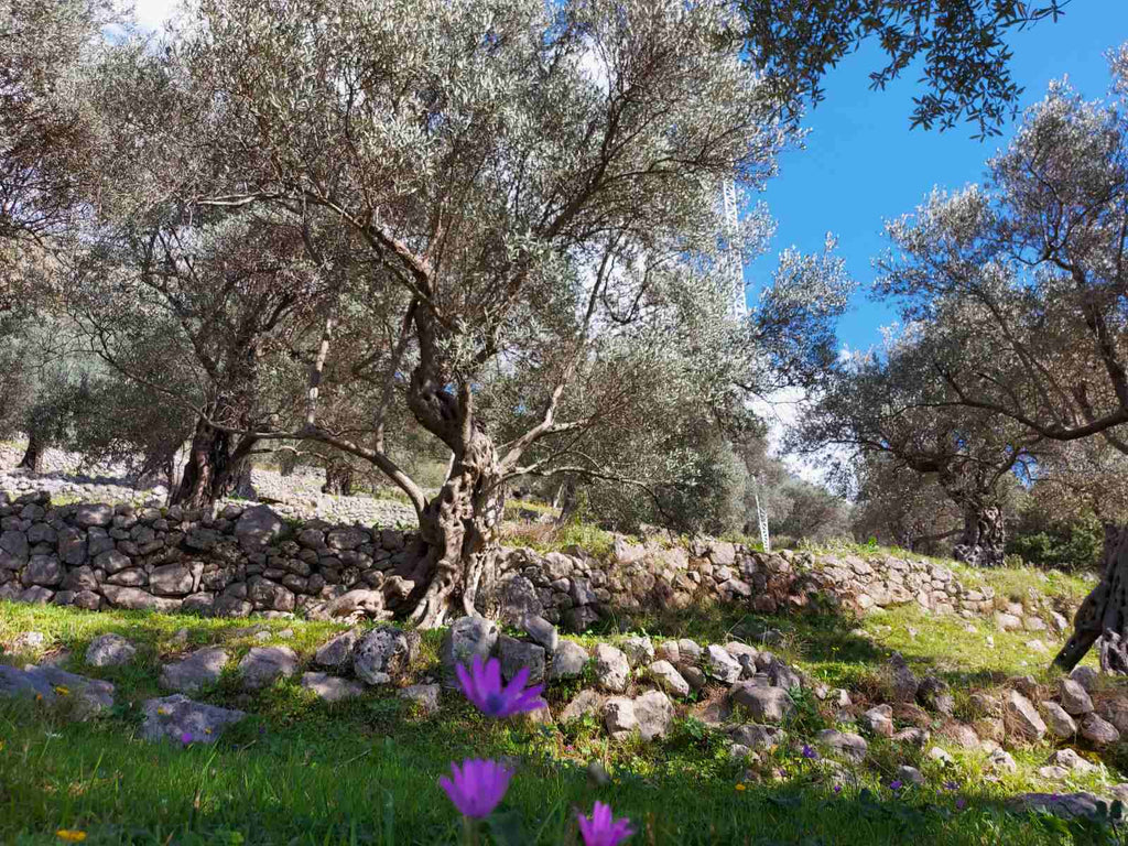 Земельный участок с оливковыми деревьями