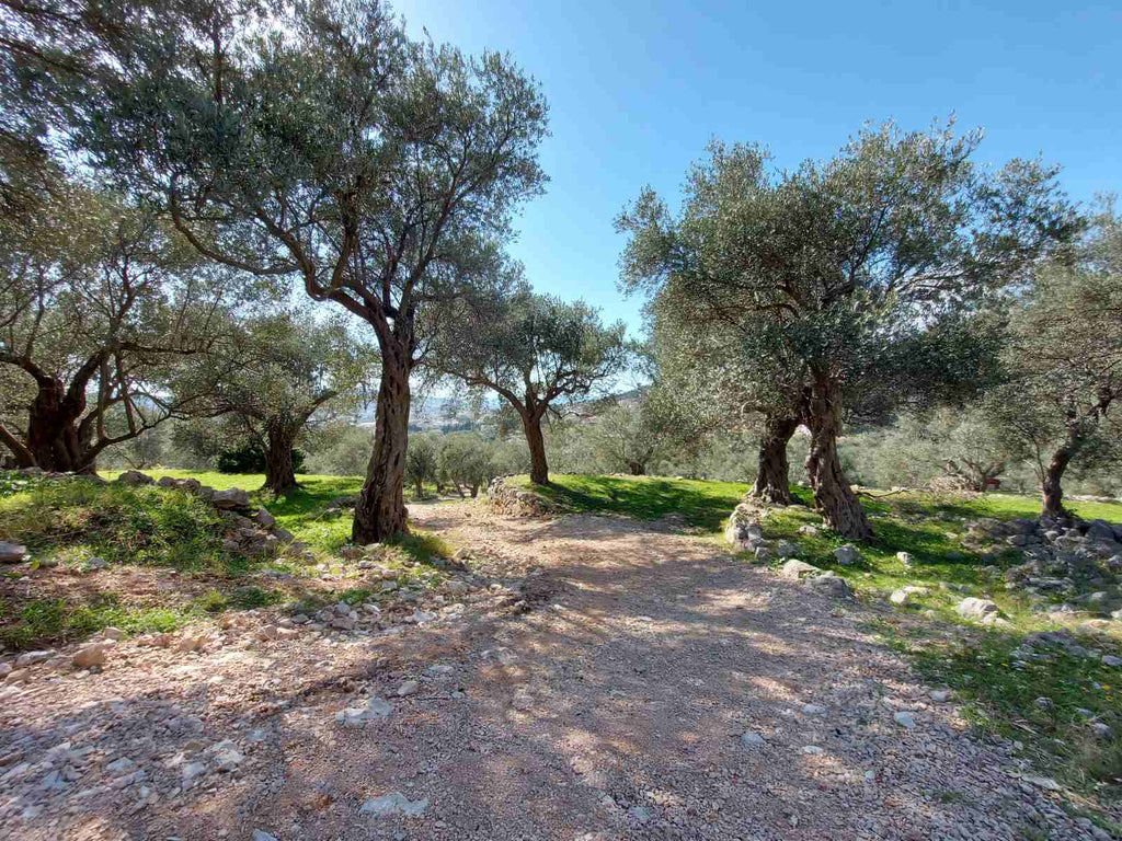 Земельный участок с оливковыми деревьями