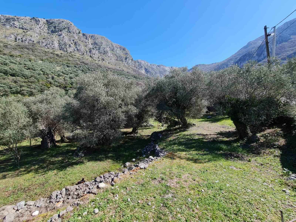 Участок с оливковыми деревьями