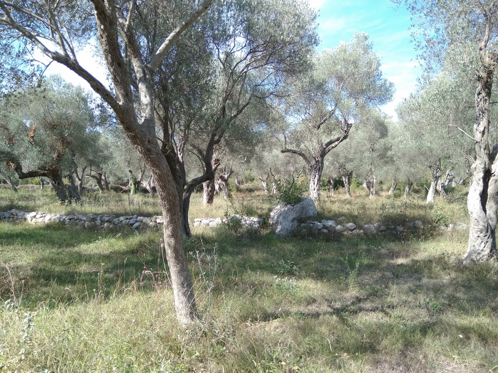 Большой земельный участок с оливковой рощей