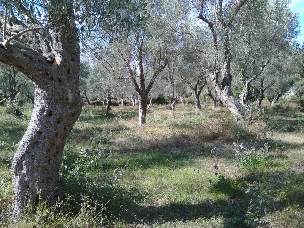 Большой земельный участок с оливковой рощей